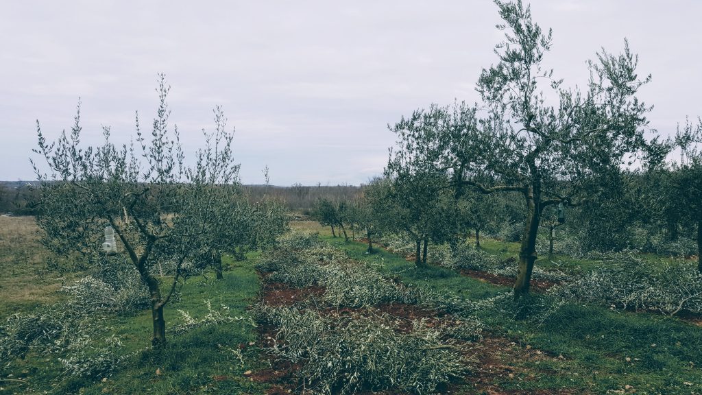 extra virgin olive oil Bilini